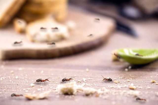 حيلة طبيعية سحرية لمنع النمل المزعج من دخول المنزل
