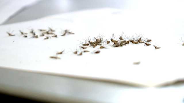 وداعاً للمبيدات.. طرق ذكية تخلصك من النمل في المطبخ بمواد طبيعية وآمنة