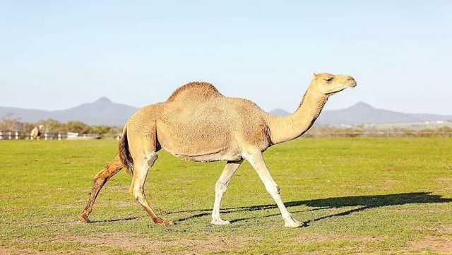 هل يحتوي حليب الإبل المبستر على 'البكتيريا الممرضة'؟.. هيئة الغذاء والدواء تجيب