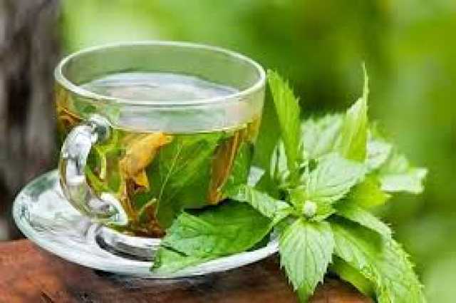 النعناع في الصيف صيدلية متكاملة وفوائد صحية لا غنى عنها