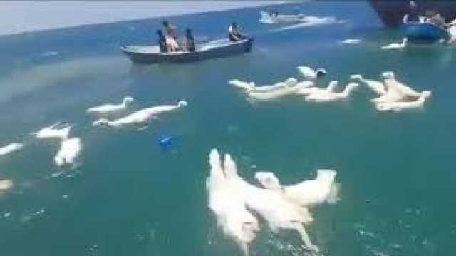 بطولة بحرية يمنية: صيادون ينقذون مئات الأغنام من الغرق بعد حادث مأساوي في البحر الأحمر