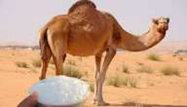 اكتشاف فوائد غير متوقعة لحليب الإبل في مكافحة مرض يصيب الملايين حول العالم