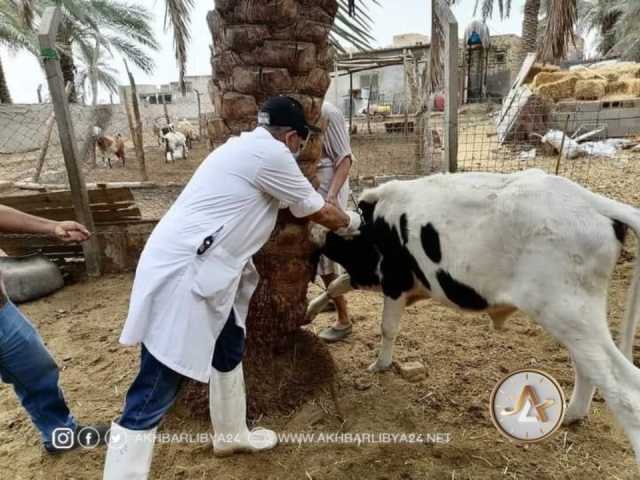 إدارة الثروة الحيوانية بالبيضاء تحذر من مرض جديد