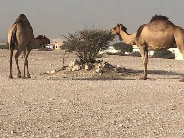 البيئة: تمديد حظر رعي الإبل والأغنام سنتين اعتبارا من 24 أغسطس 2025