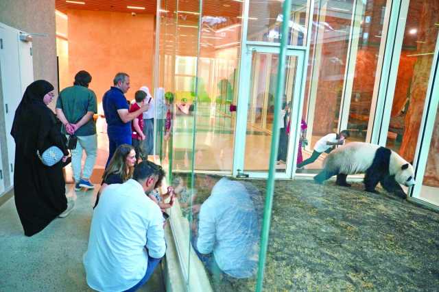 حديقة الباندا.. تجربة صيفية فريدة للعائلات