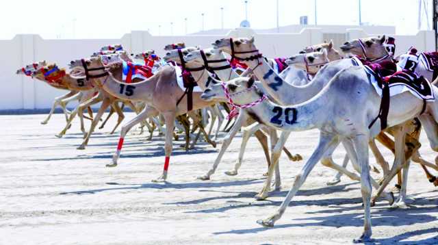 تفاصيل برنامج المحلي الثالث بميداني الشحانية ولبصير