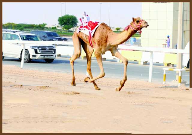تواصل منافسات السباق المحلي الرابع للهجن