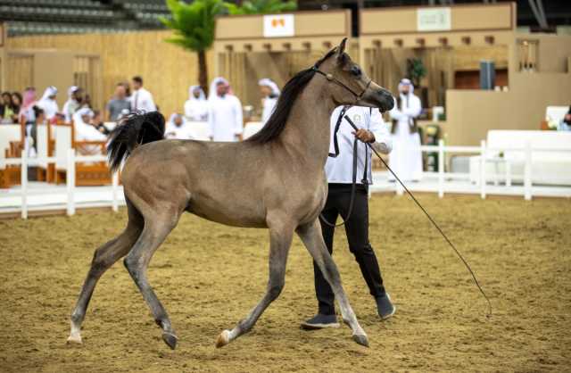 اختتام فعاليات مزاد الخيل العربية الأصيلة بالشقب
