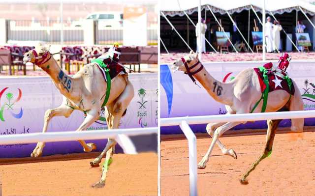 الهجن القطرية تسجل ثنائية الحقايق بكأس الأولمبية السعودية