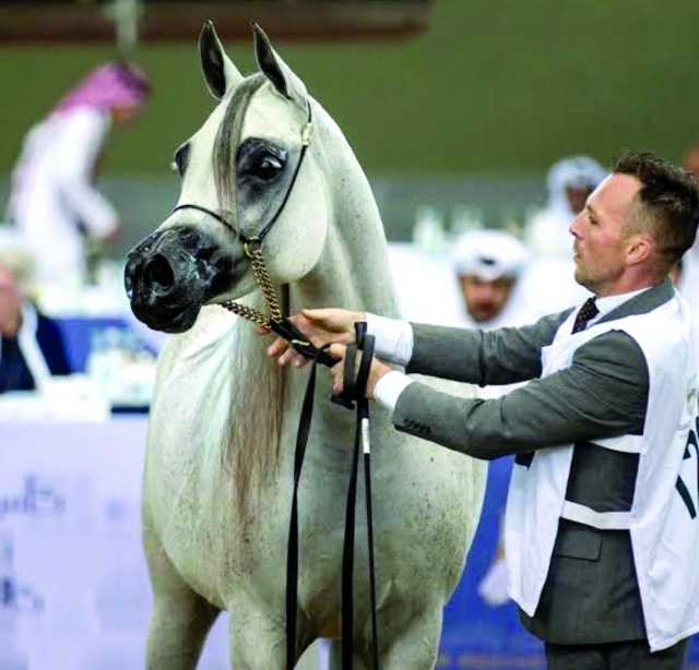 مزاد لخيل الجمال العربية الأصيلة في الشقب