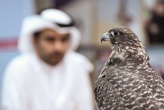 بدء التسجيل في بطولة كتارا للصقور والصيد الثانية غدا