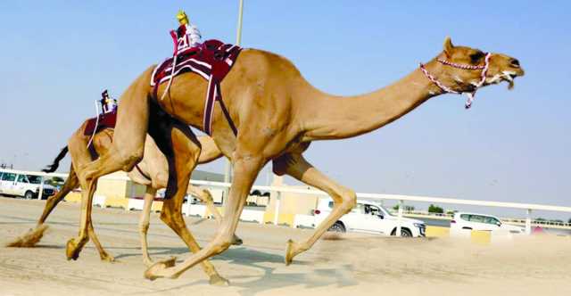 «مطلة» تمنح هجن الشحانية ناموس الثنايا بكار