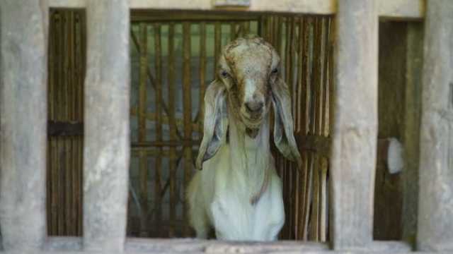 سوريا: انخفاض أسعار الأضاحي