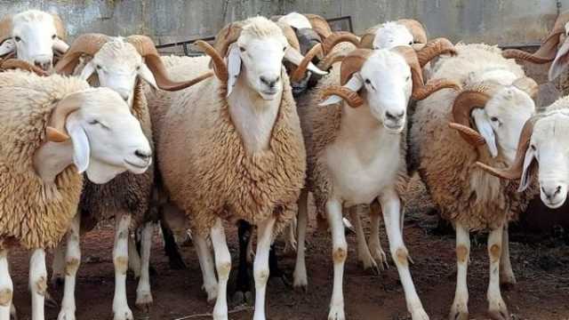 تبون يأمر باستيراد مليون رأس ماشية استعداداً لعيد الأضحى