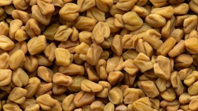 الحلبة.. الكنز الصحي المنسي