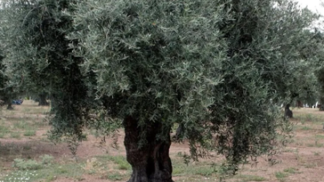 الدول العربية أكبر منتجي الزيتون في العالم