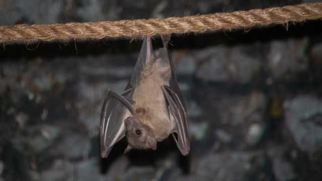 طرق الوقاية من فيروس خفافيش الفاكهة