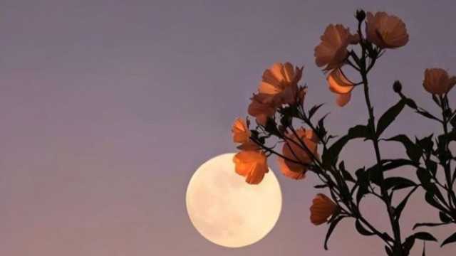 خبيرة الأبراج سارة الدنف: القمر البدر العملاق في برج الثور الترابي لشهر نوفمبر 2025.. أهم رسائله إليكم