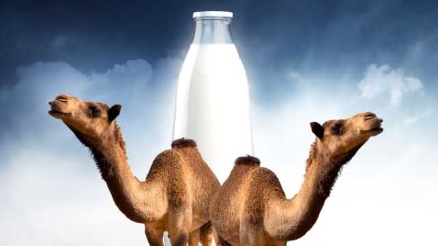 فوائد حليب الإبل للمبايض، الجنس، ومرضى سرطان الثدي