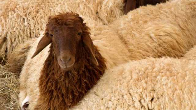 تفسير رؤية الخروف في المنام لابن سيرين والنابلسي وابن شاهين