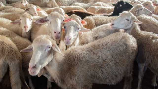 تفسير حلم ذبح الخروف في المنام بدون دم