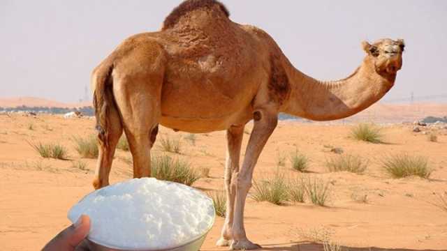 هل يحتوي حليب الإبل المبستر على بكتيريا ممرضة؟
