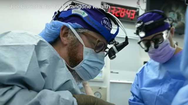 خرق طبي: زرع كلية خنزير لرجل ميت دماغيا وتعمل منذ أكثر من شهر