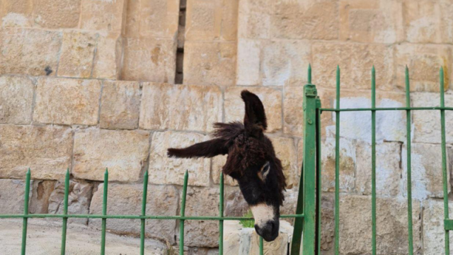 إسرائيلي يدنس مقبرة في القدس ويُعلق رأس حمار بين القبور