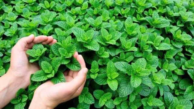 تفسير رؤية النعناع في المنام لكبار المفسرين