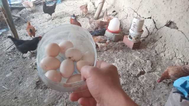 تفسير رؤية جمع البيض في المنام للمتزوجة وللعزباء وللحامل