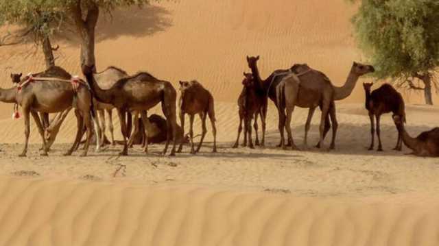 «أبوظبي للزراعة» تجري أول عملية لزراعة خلايا حيّة من أجنَّة الإبل