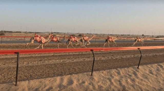 «الفجيرة للبحوث» يحقق نقلة نوعية في الاختبارات الجينية لهجن السباقات