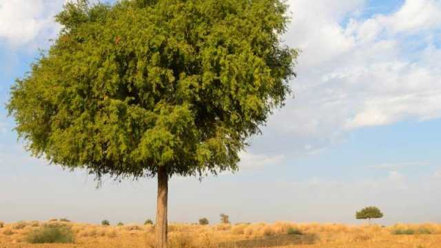 أشجار الغاف بالإمارات.. كنوز بيئية تعزز الرقعة الخضراء وتكافح التغير المناخي