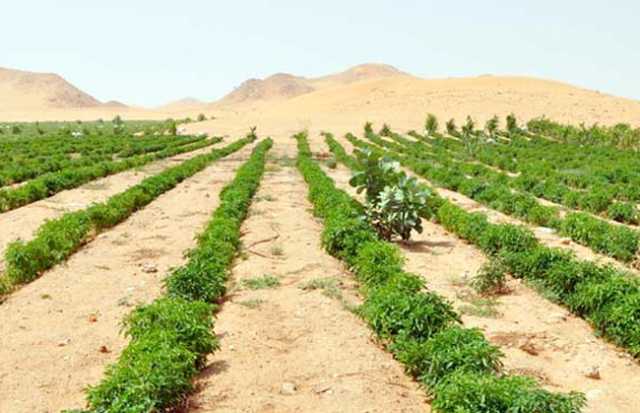 وزارة الزراعة تعلن عن خطة لإصلاح الأراضي الصحراوية