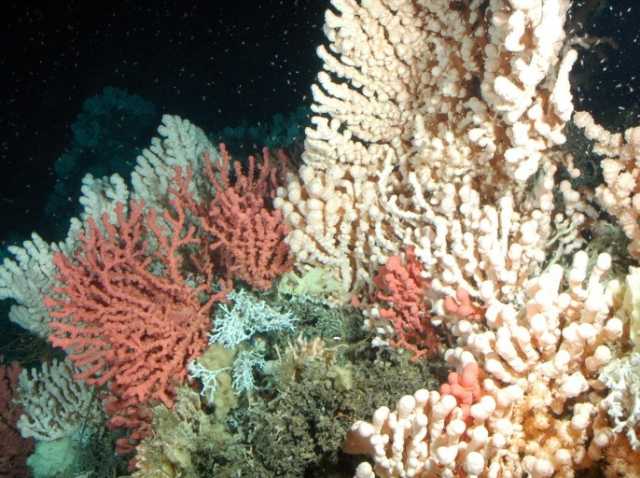 احترار المحيطات يعطل عمليات تخزين الكربون الحيوية