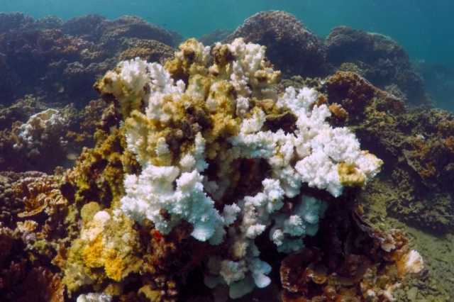 احترار متسارع يُدخل الكوكب مرحلة التحولات المناخية الحرجة