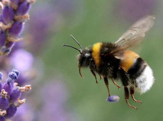 النحل يقرأ حروف شفرات مورس.. كيف يُدرَك الزمن بعقول ميكروسكوبية؟