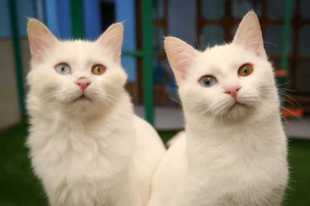 علماء للجزيرة نت: أصول القطط المنزلية ترجع إلى شمال أفريقيا