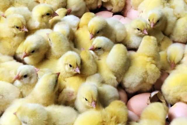 فرنسا تحذر من مستوى مرتفع من إنفلونزا الطيور بعد ظهور حالات جديدة