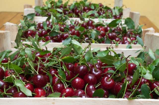 الكرز المغربي.. هل يختفي بسبب تغيّر المناخ؟
