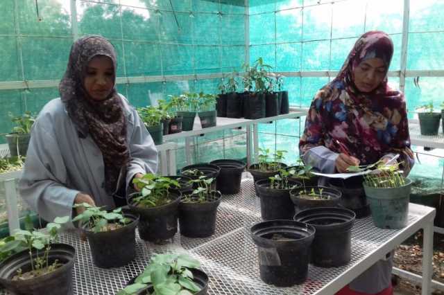 الحرب بولاية الجزيرة السودانية قد تطال بنك الجينات النباتية