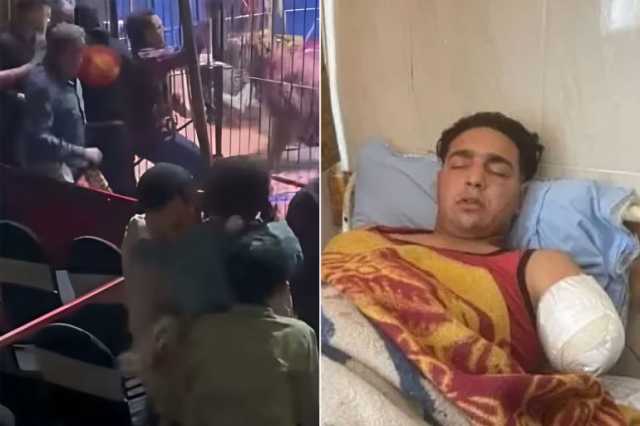 لحظات رعب في سيرك مصري.. نمر يلتهم يد أحد العاملين