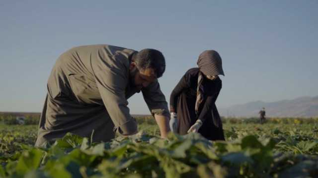 70 عاما تحتاجها الزراعة في سوريا لإصلاح ما أفسدته الحرب
