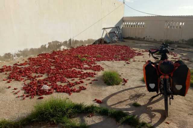 رحالة مغربي على عجلتين.. سحر السفر البديل لتونس والجزائر