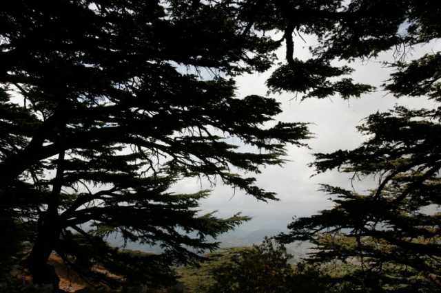 محمية أرز الشوف بلبنان تواجه متغيرات الأمن والمناخ