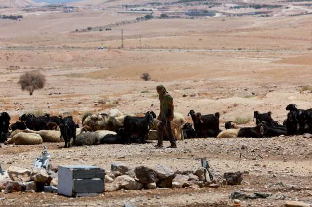 سرقة الماشية أداة المستوطنين للضغط على الفلسطينيين وترحيلهم