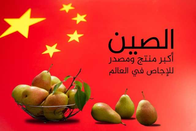 أكبر 10 دول منتجة ومصدرة للإجاص في العالم.. الجزائر الأولى عربيا