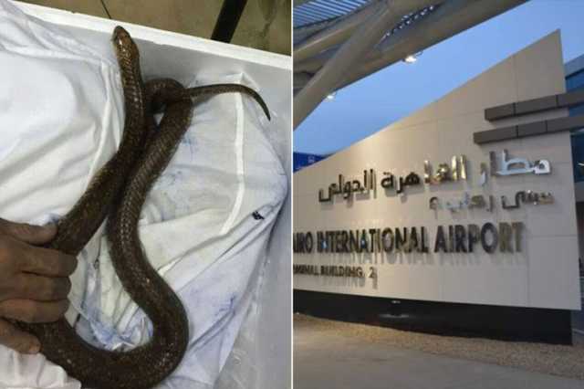 إحباط أغرب محاولة تهريب لزواحف وثعابين نادرة من مطار القاهرة