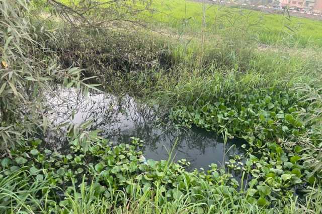 نبتة ورد النيل.. لص المياه الذي يهدد البيئة والزراعة في مصر