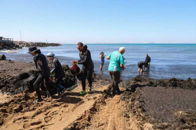 طحالب قادمة من المحيط الهادي تغزو شواطئ بالجزائر